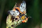 Ectophasia crassipennis #1604